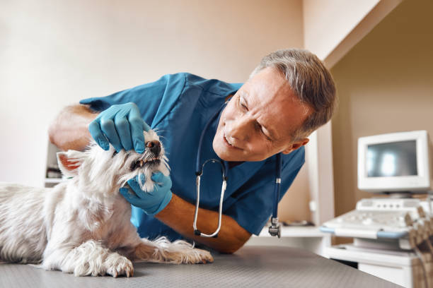 Best Emergency Treatment for Dental Infections or Abscesses in Windsor, CA